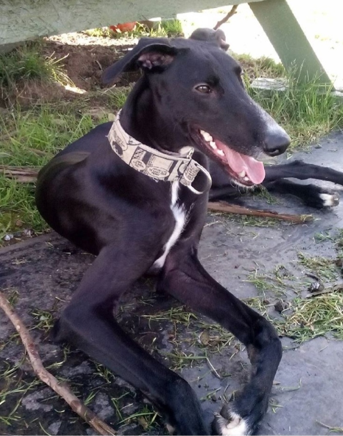 Ares-agonia-de-un-galgo-español